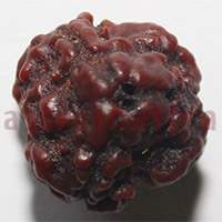 3 mukhi 24940 19mm